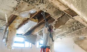 Best Basement Mold Removal  in Bellefontaine, OH